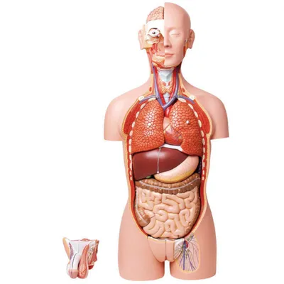 Анатомическая модель торса с органами человека