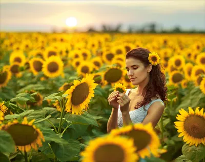 Фотосессия в подсолнухах. Фотограф Полина Золотова