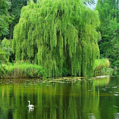 Саджанці Верби (верби) звичайної - (Salix alba) (ID#1457721772), цена: 65  ₴, купить на Prom.ua