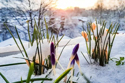 Девушка Весна. Авторская нежная картина с пионами масло холст – заказать на  Ярмарке Мастеров – M598ARU | Картины, Москва