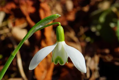 Картинки весна на заставку телефона (47 фото) • Прикольные картинки и  позитив | Beautiful flowers photography, Beautiful nature wallpaper,  Wallpaper nature flowers