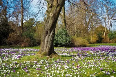 Обои для рабочего стола Нидерланды Keukenhof Природа Тюльпаны