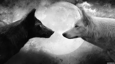 Животные, #Волки, #аватары, #картинки, #фото, #авы,  https://avatarko.ru/kartinka/27111 | Wolf black and white, Wolf wallpaper,  Black wolf