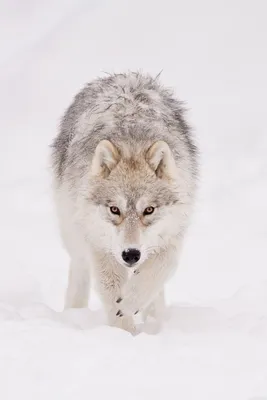 Животные, #Волки, #аватары, #картинки, #фото, #авы,  https://avatarko.ru/kartinka/31852 | Arctic wolf, Wolf photos, Wolf love