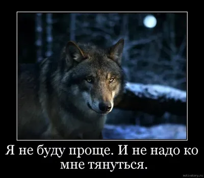 В Советском районе ХМАО поймали волка из кровавого видео. Вместе с ним в  капкан угодила матерая волчица | Советский и Югорск | 2города