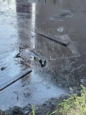 Волонтёры за секунду до смерти спасли тонущую собаку из мазута | 16.06.2023  | Ковров - БезФормата