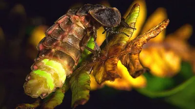 Ученые нашли жуков, которые выращивают собственные грибы