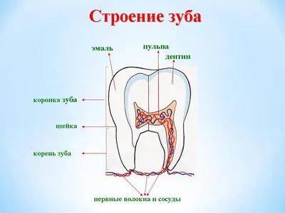 Прорезывание зубов у детей: симптомы и осложнения