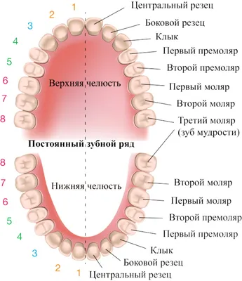 Скученность зубов: лечение, фото, причины — в статье на Startsmile.ru