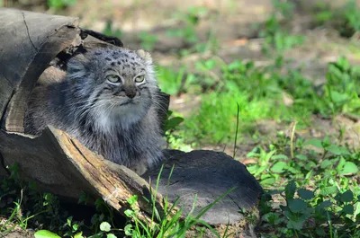 маленький король зверей с проникающим взглядом. Красивый маленький лев  лежит с открытыми глазами. смешная морда льва. Стоковое Изображение -  изображение насчитывающей львица, лениво: 249249955