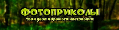 Думаешь стоит? собаку попробуешь. / хот дог :: смешные картинки (фото  приколы) :: Приколы про еду :: котэ (прикольные картинки с кошками) /  смешные картинки и другие приколы: комиксы, гиф анимация, видео, лучший  интеллектуальный юмор.