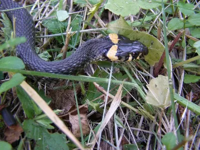 File:Южная носатая гадюка - Vipera ammodytes meridionalis - Eastern sand  viper (Nose-horned viper) - Пепелянка - Europäische Hornotter  (22583470725).jpg - Wikimedia Commons