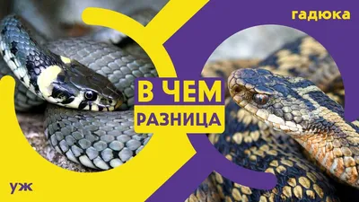 Обыкновенная гадюка (Vipera berus)