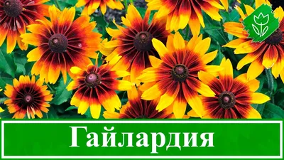 Гайлардия Гибридная Аризона Эприкот – купить саженцы в интернет-магазине  Лафа с доставкой по Москве, Московской области и России