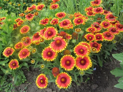 Гайлардия многолетняя (Gaillardia)