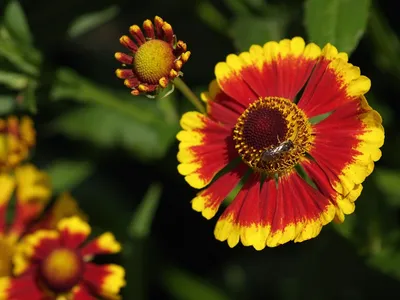 Гайлардия многолетняя (Gaillardia): выращивание из семян и фото видов ЦВЕТЫ  НА БУКВУ Г | Цветочная поляна - Все про цветы | Дзен