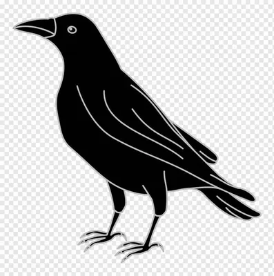 Галка (Corvus Monedula) Закрывает Голову В Профиль. Несовершеннолетняя  Птица В Воронье Семействе (Corvidae), Появляющаяся Неряшливо, Прежде Чем  Оперение Полностью Созревает Фотография, картинки, изображения и  сток-фотография без роялти. Image 85165475