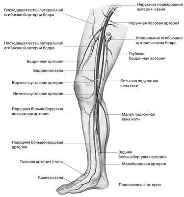 Гангрена: лекарства, используемые при лечении - МИС Аптека 9-1-1