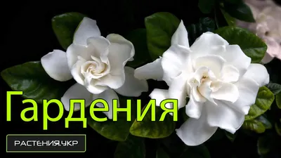 Гардения купить по цене 1500 рублей в Хабаровске — интернет магазин Shop  Flower.