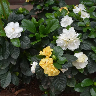 Гардения / Gardenia “Jasminoides” 80см. - Heaven Gardens - Озеленяване  Бургас / Храсти