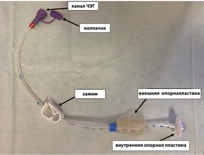 Подопечные