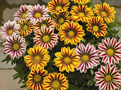 Гацания жестковатая (Gazania rigens)