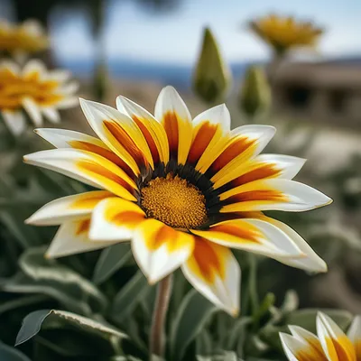 Газания Оранжевый Вид — стоковые фотографии и другие картинки Gazania -  Gazania, Без людей, Ботаника - iStock