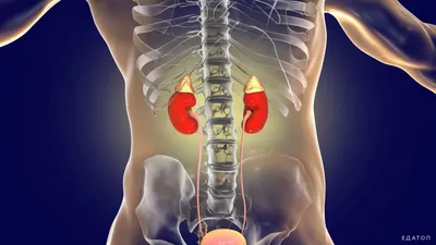 Почки отказывают молча»: нефролог Садовская рассказала, что делать, если  болит и тянет в пояснице | DOCTORPITER