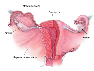 Гинеколог: 5 основных причин, почему болят яичники | ESTET-PORTAL | Дзен