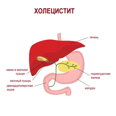 Что делать, если болит печень и почему появляются боли?