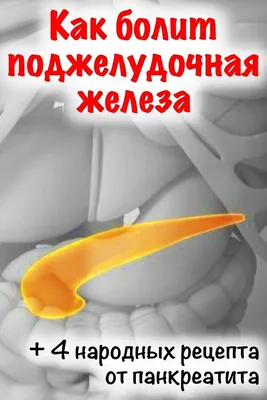 Поджелудочная железа: где находится, где болит, функции, строение, роль