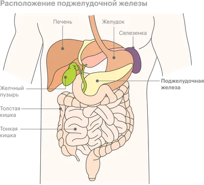 Болит поджелудочная железа: что делать, как болит и где находится  поджелудочная железа