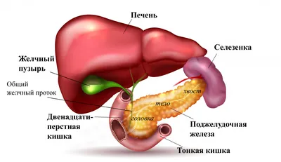 Как болит поджелудочная железа: симптомы и признаки панкреатита - Чемпионат