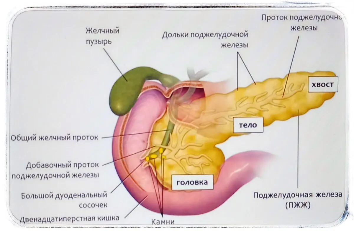 Болит поджелудочная лекарство