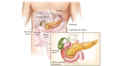 Врач рассказала, как болит поджелудочная железа: 9 признаков острого и  хронического панкреатита | О здоровье: с медицинского на русский | Дзен