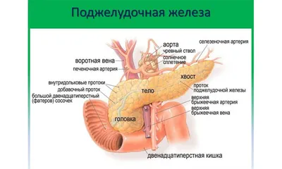 Лечение поджелудочной железы народными средствами в домашних условиях