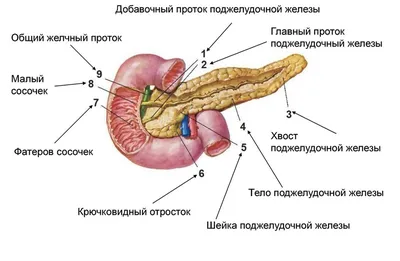 Панкреатит: симптомы, причины, диагноз и лечение