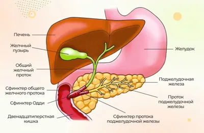 Поджелудочная железа: где находится, где болит, функции, строение, роль