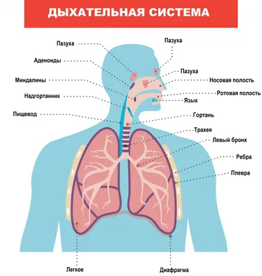 Пневмония (воспаление легких) - причины, симптомы, диагностика и лечение