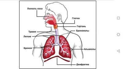 Лечение пневмонии: методы и средства терапии воспаления легких