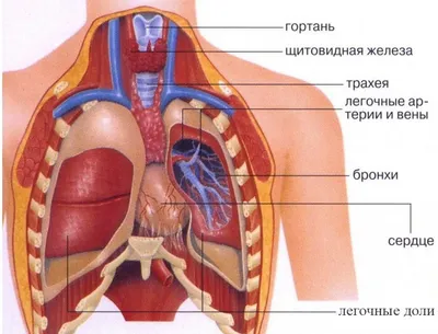 Гемангиома грудного отдела позвоночника | Блог о здоровье