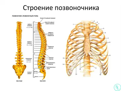 Боль в мышцах спины - причины появления, при каких заболеваниях возникает,  диагностика и способы лечения