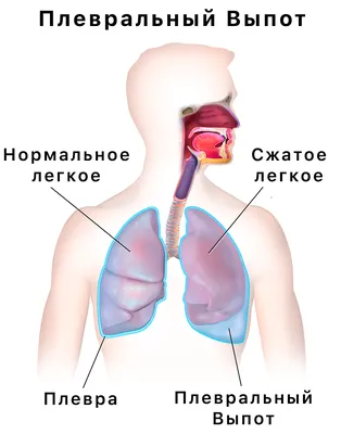 Позвоночник человека - анатомия, позвонки, изгибы и отделы