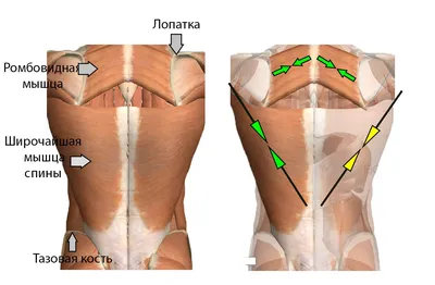 Почему возникает боль в спине в области лопаток: причины боли под левой и  правой лопаткой