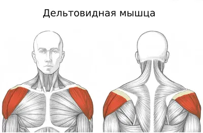 Йога для спины и позвоночника: упражнения для начинающих в домашних  условиях - Студия йоги Чакра