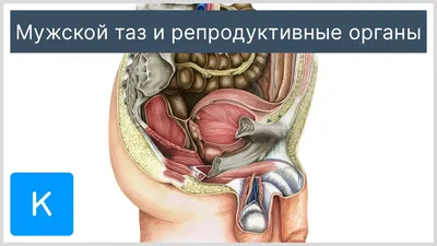 Классическая тренировка плеч Арнольда Шварценеггера | Фитнес