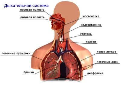 Виды оперативных вмешательств, выполняемых на 2-ом хирургическом отделении