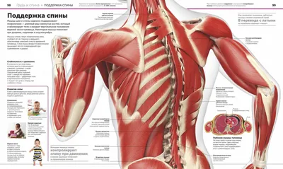 Мышцы кора: что это, для чего нужны, упражнения | РБК Life