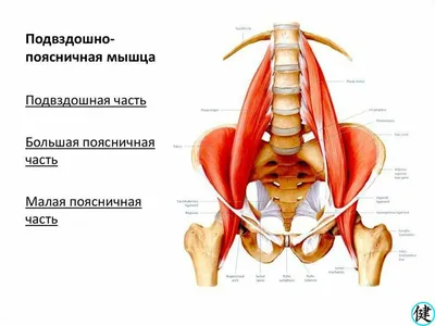 Что важно знать пациентам с корешковым синдромом? - Клиника здорового  позвоночника в Белгороде