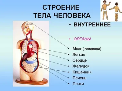 Центр здоровья Метавитоника - 👑 Правила королевской осанки 1️⃣ Всегда и  при любых обстоятельствах \"держите\" спину Спина должна быть прямая, и когда  вы идете, и когда сидите. Прямая спина - символ душевного